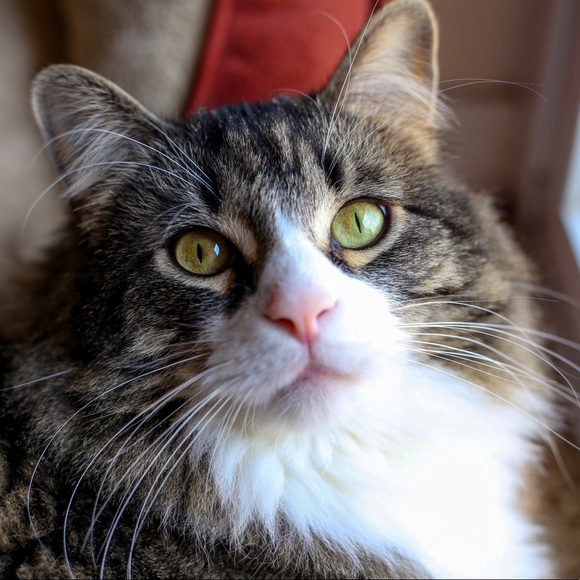 Meet your posher! - Picture 4 of 5